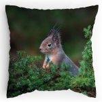 Polštářek s potiskem Veverka