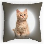 Polštářek s potiskem Zrzavobílá kočka