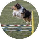 Emblém agility - 147