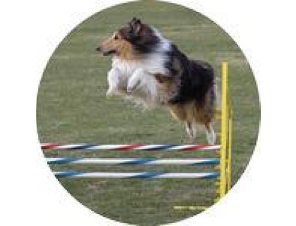 Emblém agility - 147